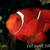 anemonefish_spinecheek_muck_h_0705_png2330.jpg